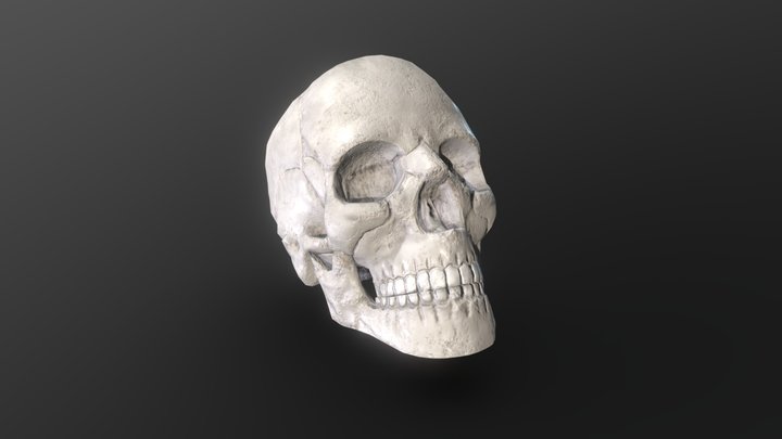 Skull 3D Model