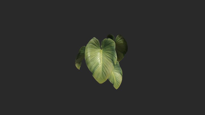 Elephant Ear 3D Model