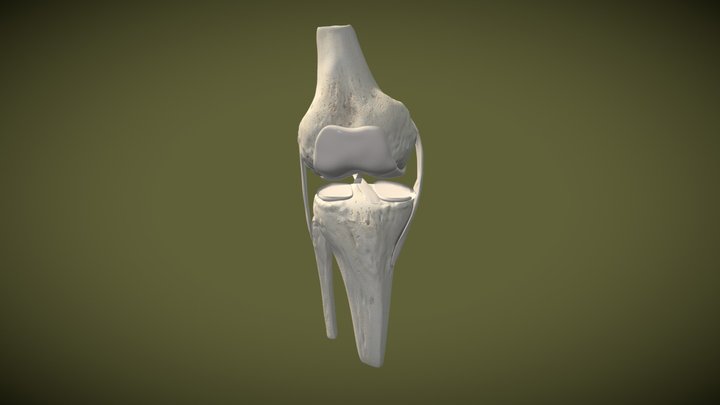 Anatomy of the Knee Joint 3D Model