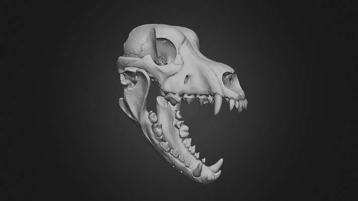 Dog Ⅰ – Skeletal Studies 3D Model