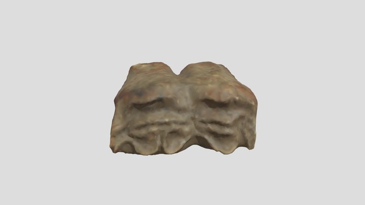 Diente équido (Caballo) 3D Model