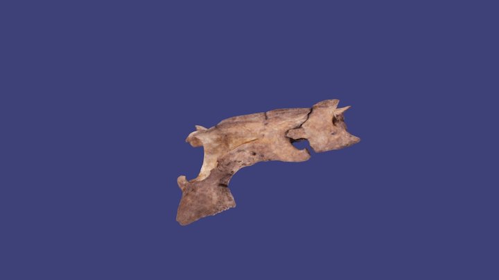 Deer Sacrum 3D Model
