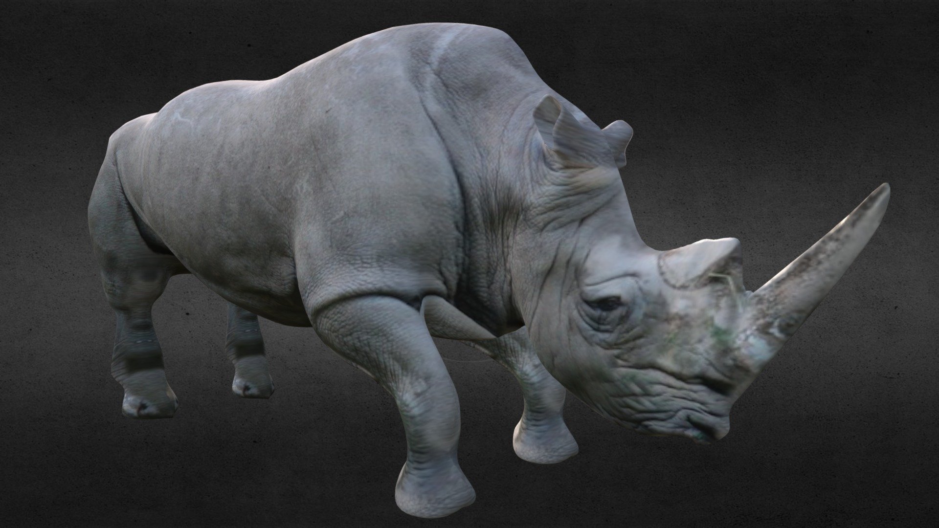 a Rhino