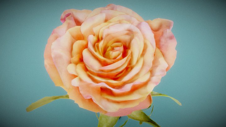 China Chinese Rose Rosa Chinensis 3D Model