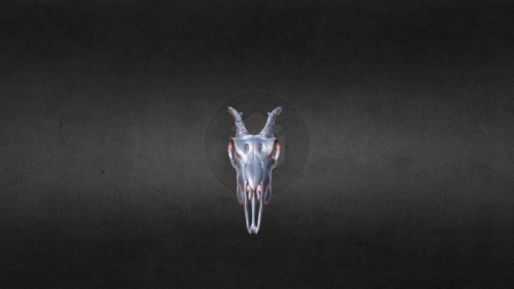 Antelope skull (adjusted for printing) - Download Free 3D model by