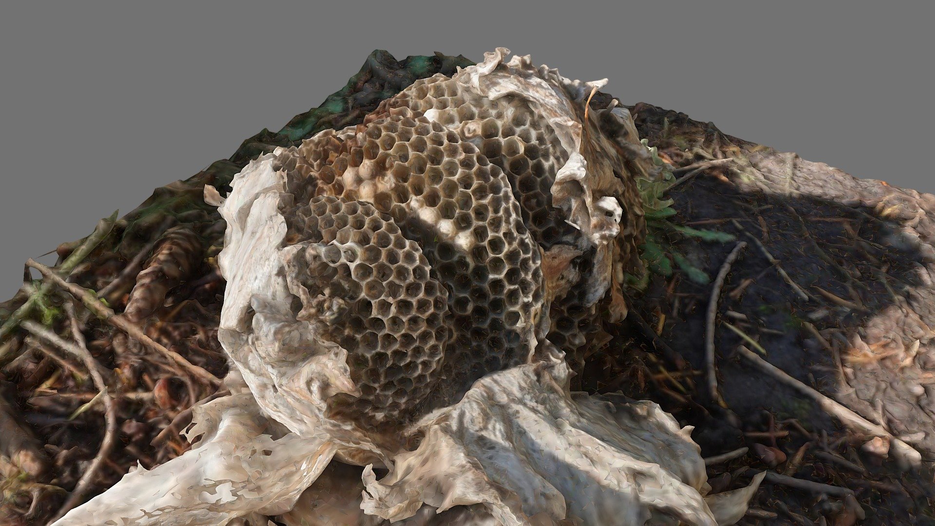 Wasp Nest 3d Model By Matthew Fox Matthewjfox 0acb7f5 Sketchfab 5413