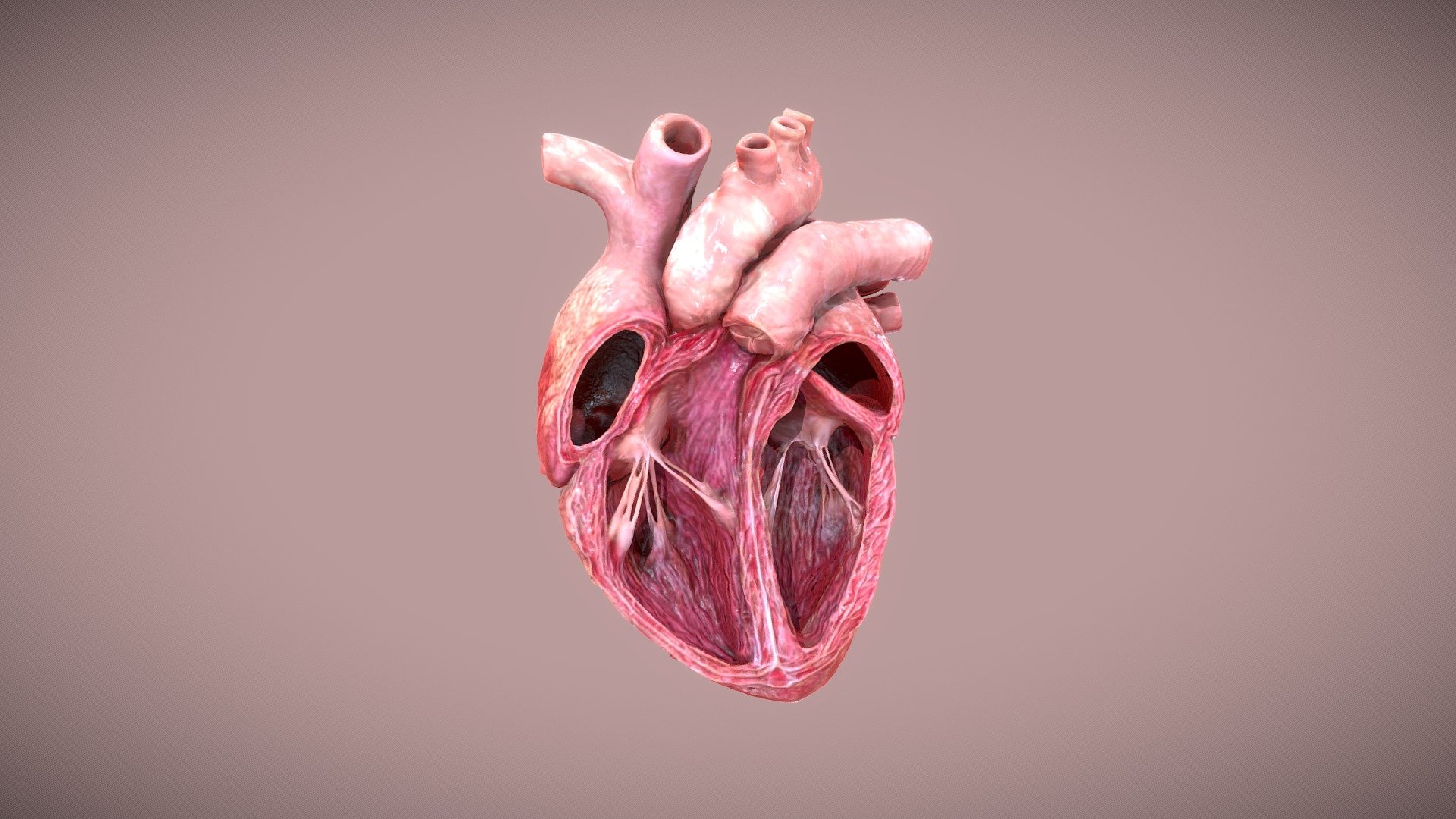Cutted_Heart_Simulation - 3D model by brice.R [0acf946] - Sketchfab