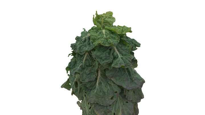 Cabbage kale