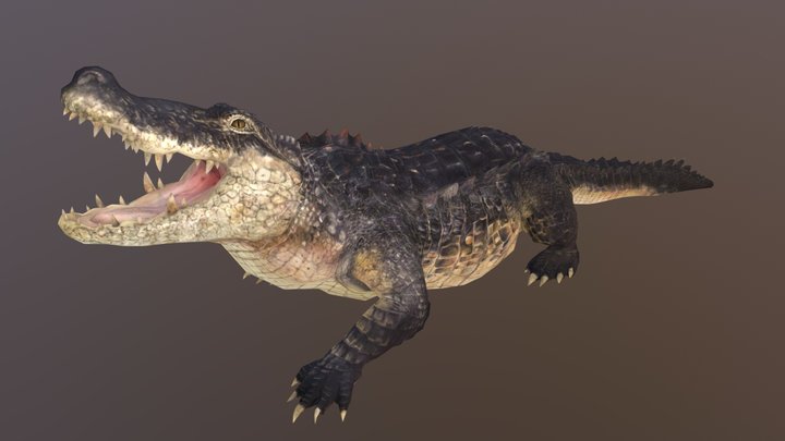 鳄鱼 3D Model
