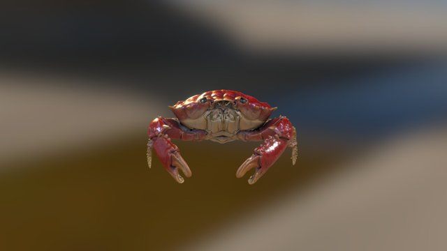 Crab 3D Model