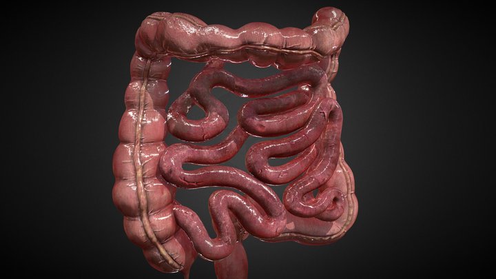 Human Intestines 3D Model