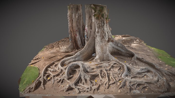 Tree in Tenerife 3D Model