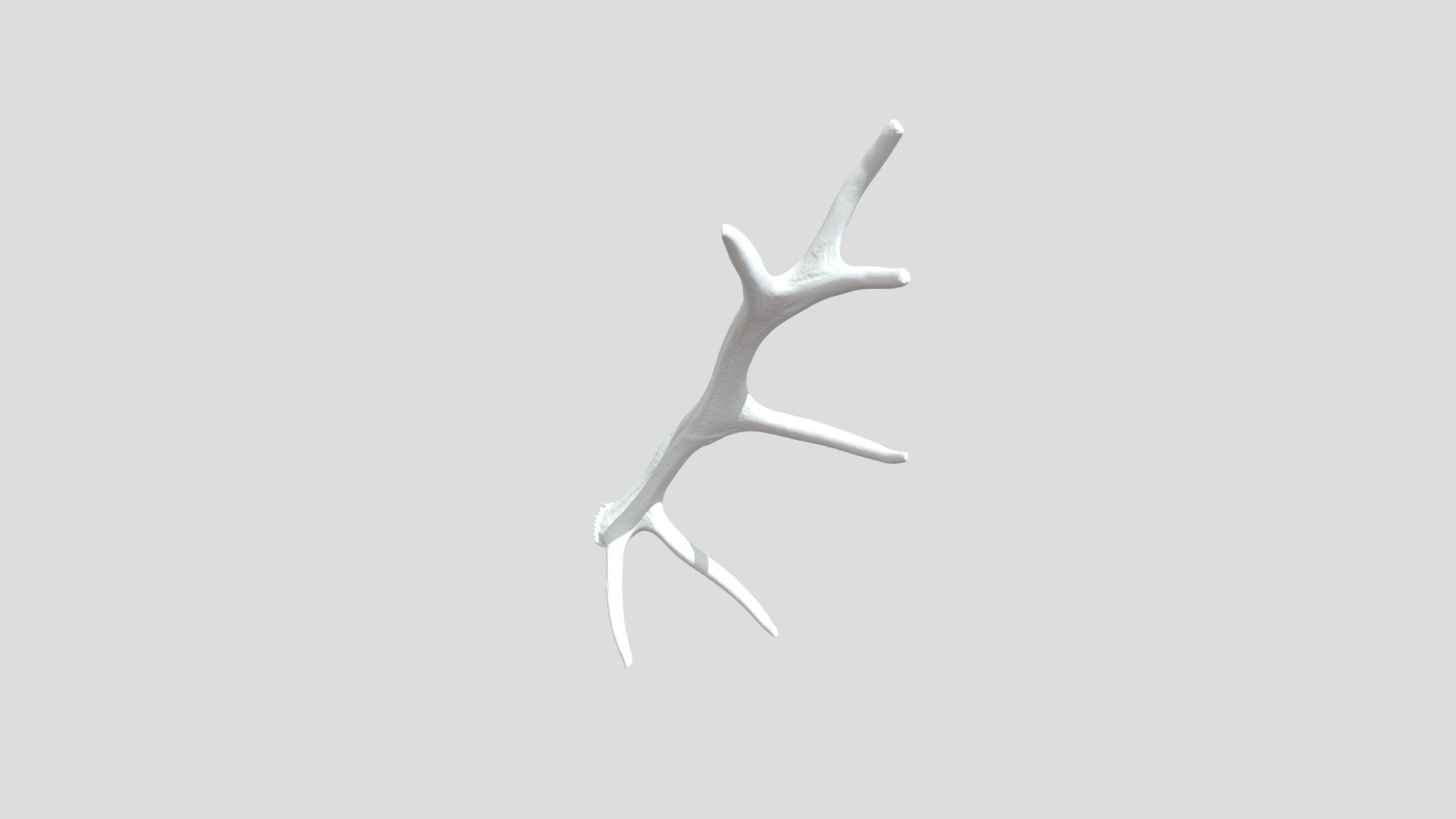 cuerna - 3D model by daragones [0adca35] - Sketchfab
