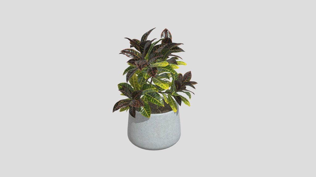 Croton Plant In Concrete Pot