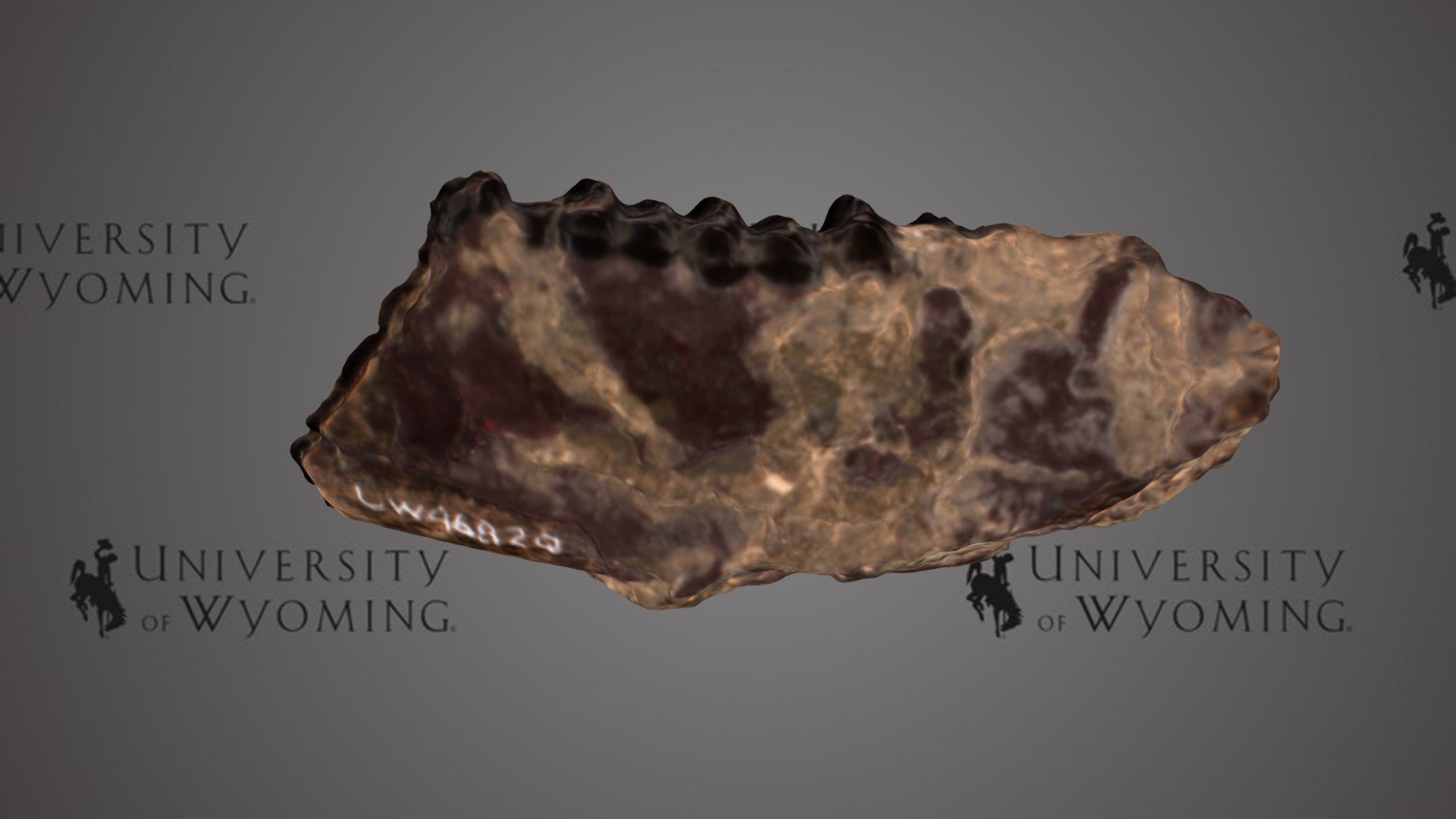 UW 46820 - Lambdotherium sp., Lower jaw