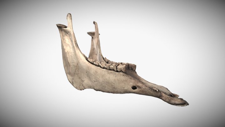 Horse lower mandible 3D Model