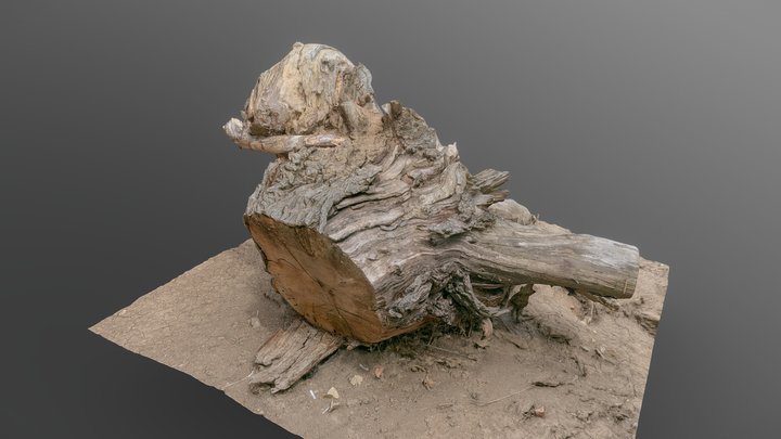 Dry desert stump 3D Model