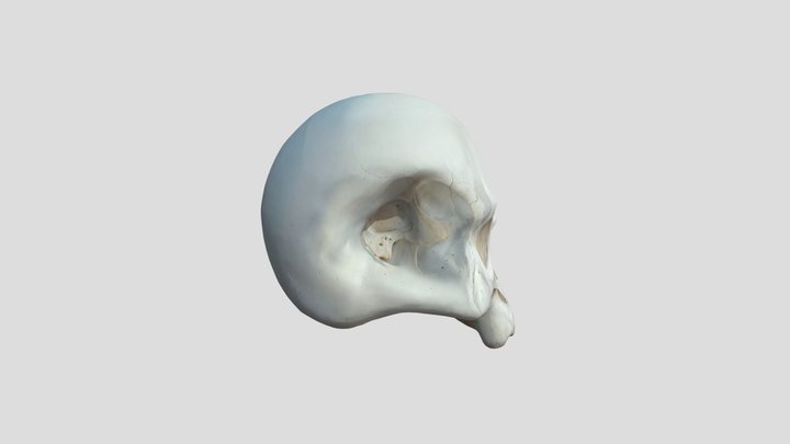 Skull 3D 3D Model