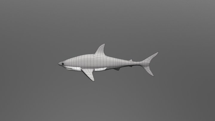 Shark Modelling 3D Model