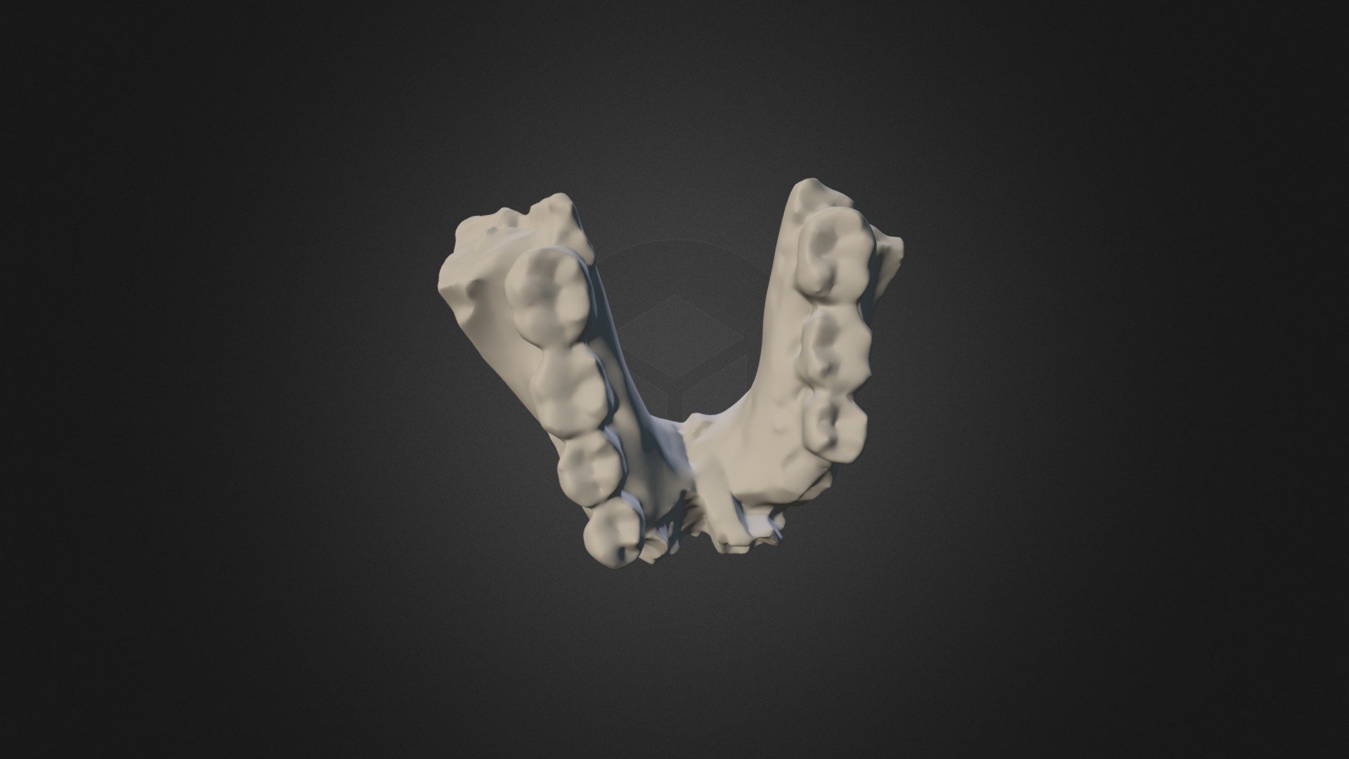 Homo rudolfensis - mandible -2