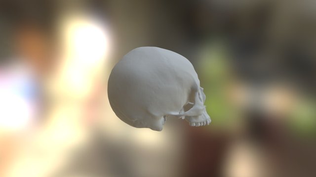 UWF3 Skull - Frontal and Occipital Bones 3D Model