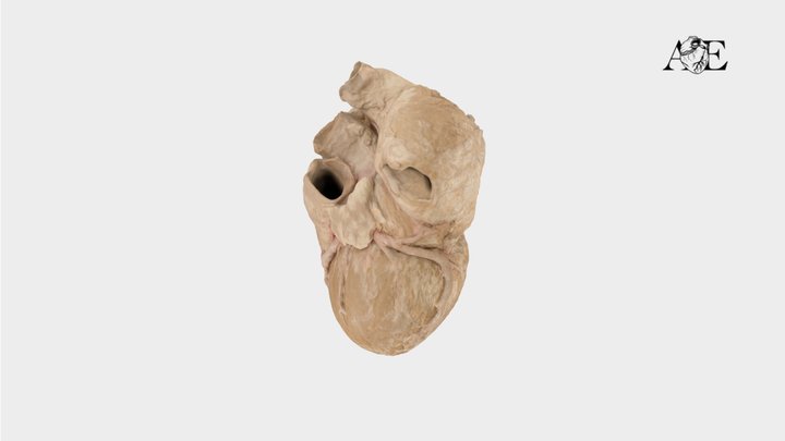Heart surfaces and grooves - labels 3D Model