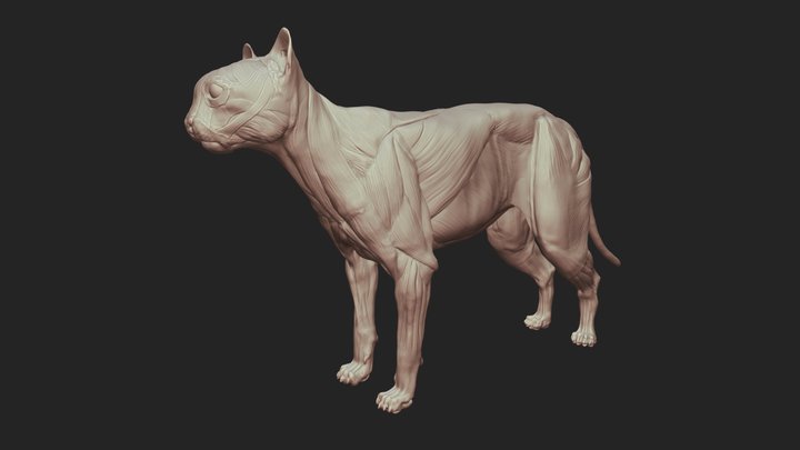 Cat Anatomy 3D Model