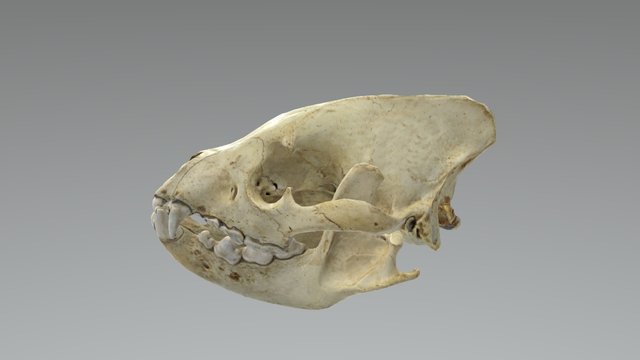 Hyena 3D Model