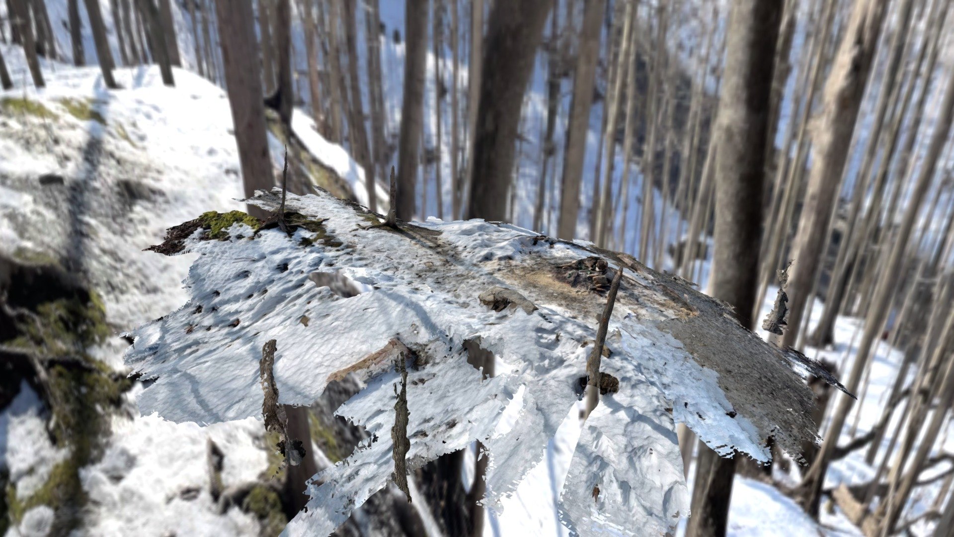 Bruce Trail