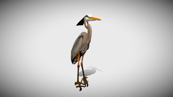 Ardea Herodias 3D Model