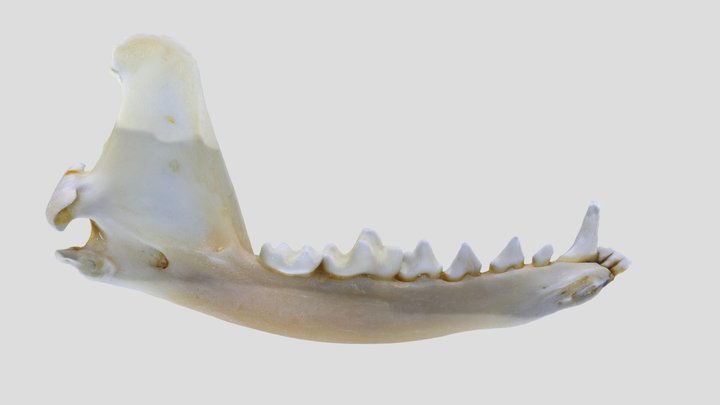 UWYMV:Mamm:1451,Bassariscus astutus, L. Mandible – Kostenloses 3D-Modell STL