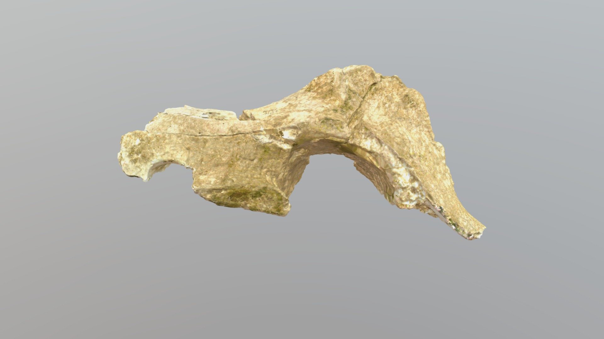 Mastodon Vertebra (VCU_3D_2869)