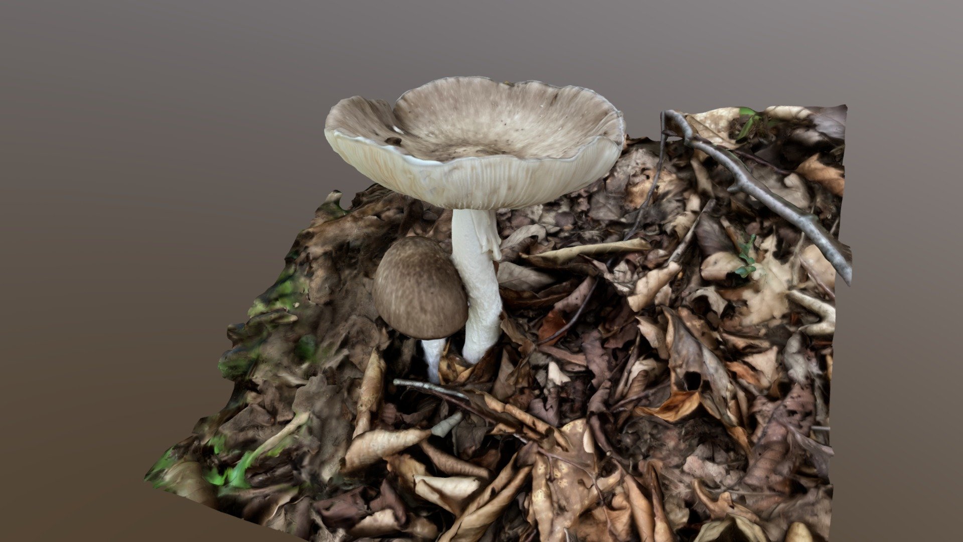 Amanita pseudoporphyria (コテングタケモドキ)