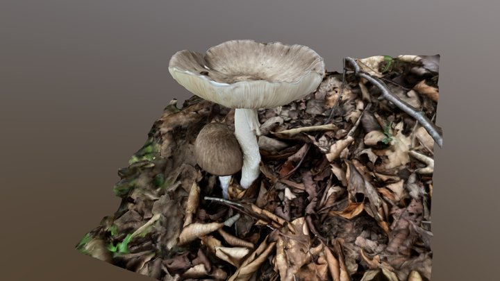 Amanita pseudoporphyria (コテングタケモドキ) 3D Model
