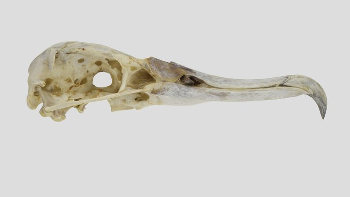 UWYMV:Bird:4107, Phoebastria immutabilis, crania 3D Model