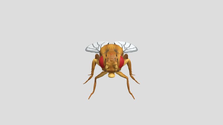 Wildtype Male Drosophila Melanogaster 3D Model