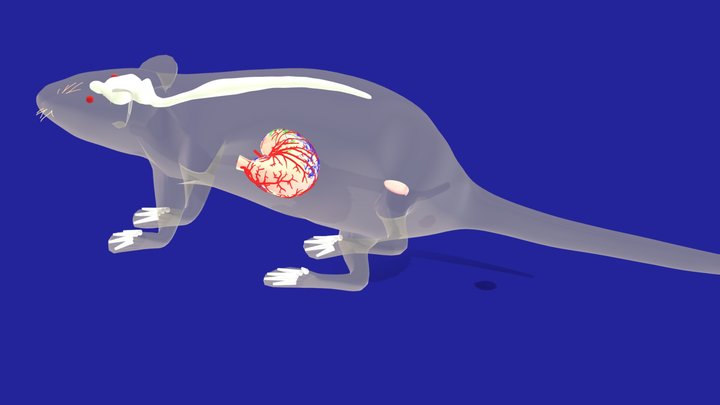 Whole Rat Model 3D Model