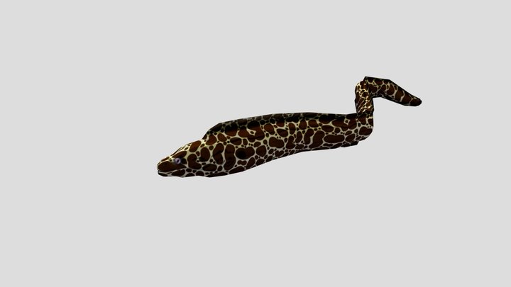 Laced  Moray  Eel 3D Model
