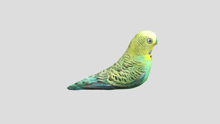 попуга БлопТоп (fan) 3D Model