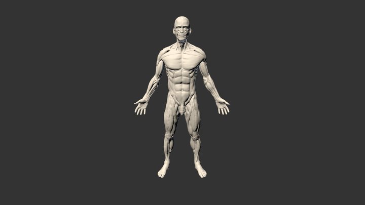 CLFH 3D Model