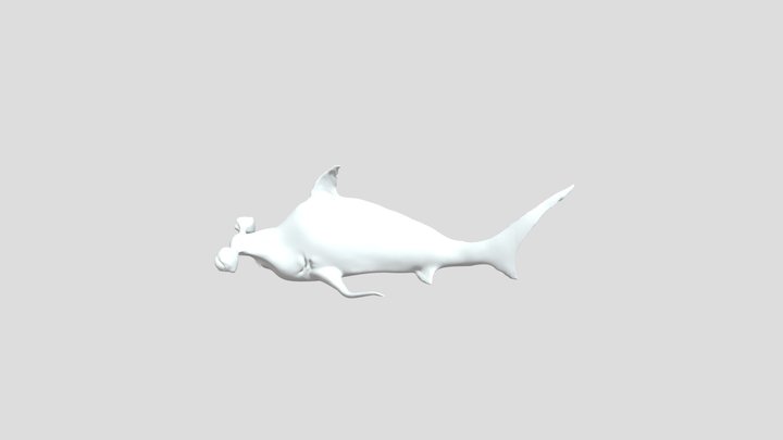 Shark 3D Model