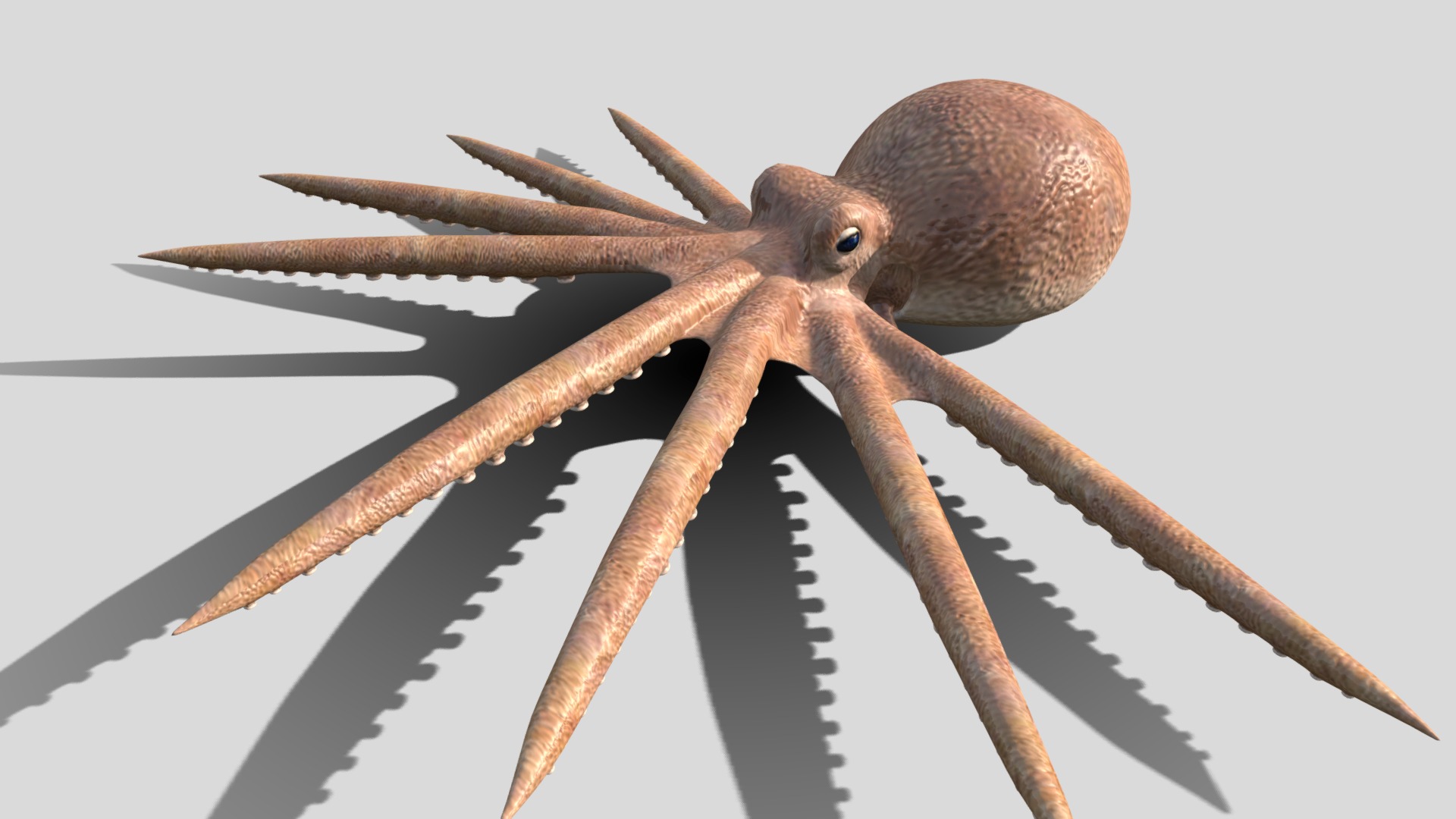 3D model Octopus - This is a 3D model of the Octopus. The 3D model is about a close up of a bug.