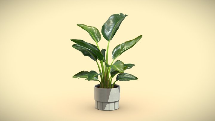 Strelitzia 3D models - Sketchfab