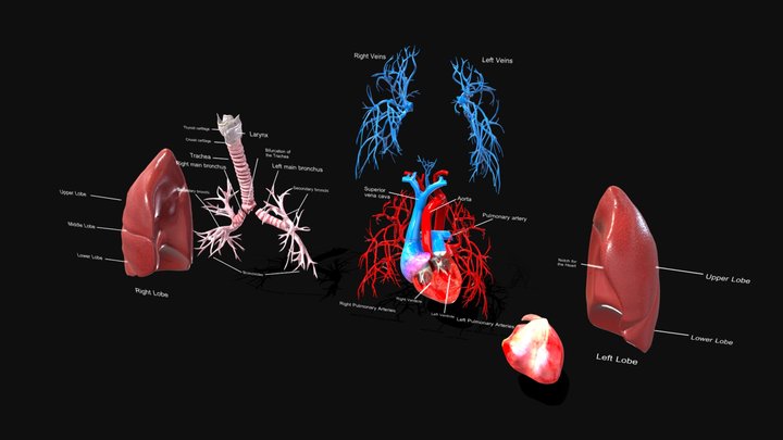 Lungs and Heart Anatomy 3D Model