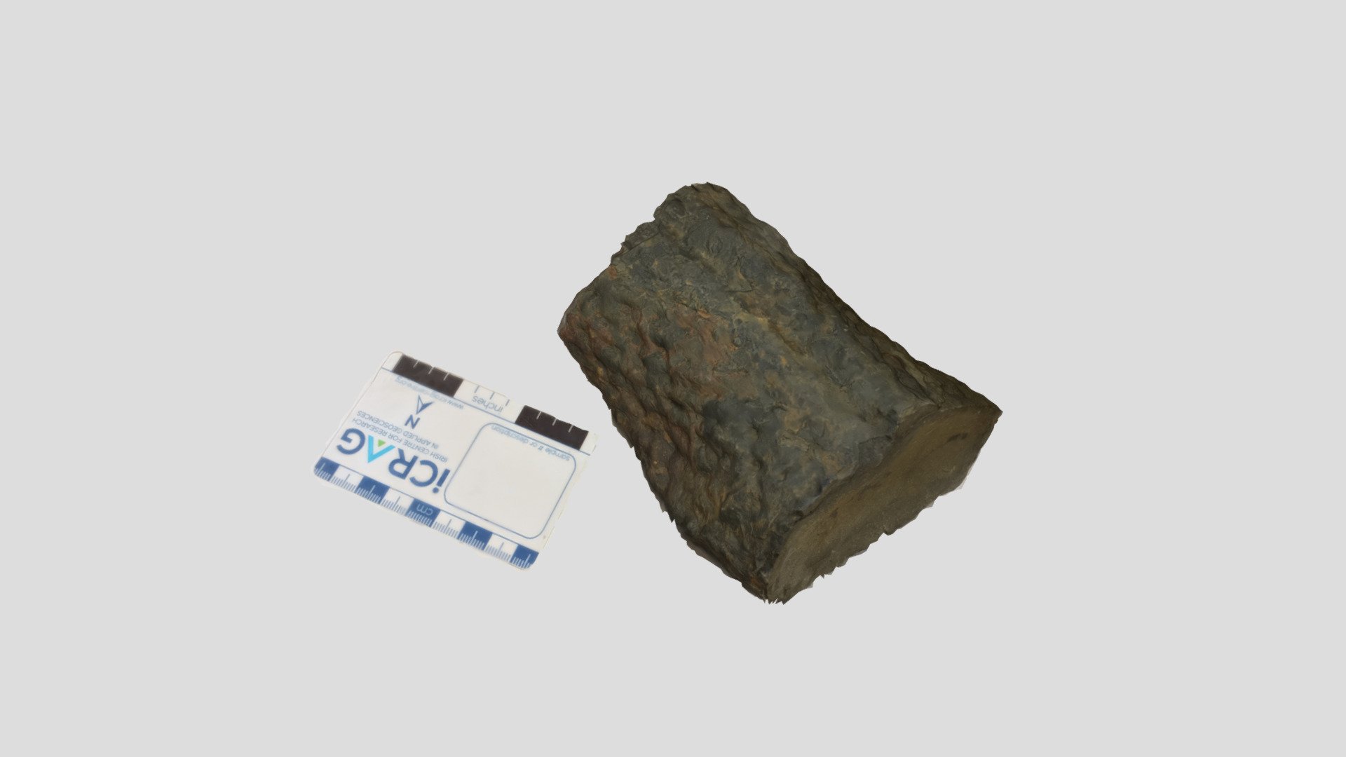 Stigmaria fossil, Licannor (Co. Clare, Ireland)