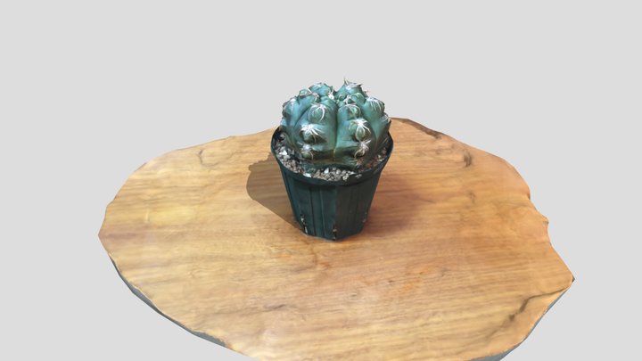 Cactus: Gymnocalycium denudatum v. paraguayensis 3D Model