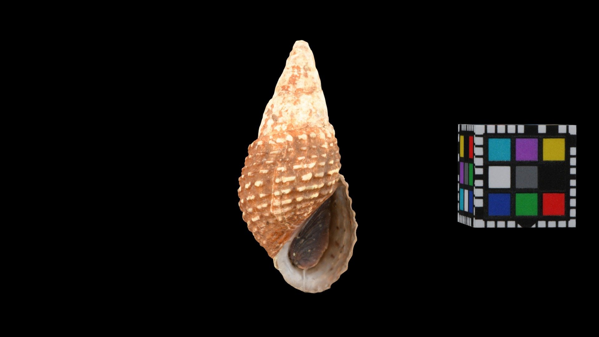 イボアヤカワニナ Freshwater Snaul, Tarebia granifera