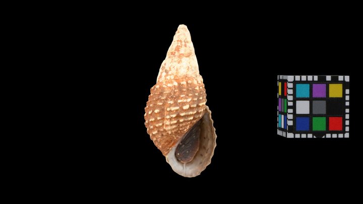 CC0 イボアヤカワニナ 🐚 Ibo-aya River Snail