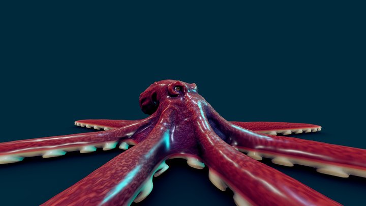 Octopus (Rigged) 3D Model