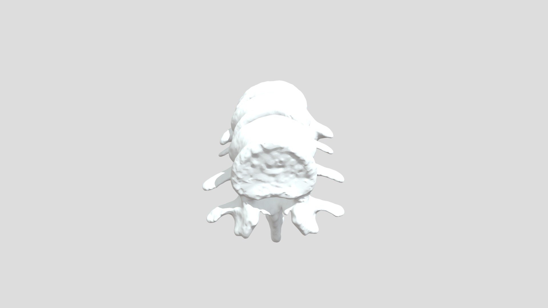 Lumbar vertebrae